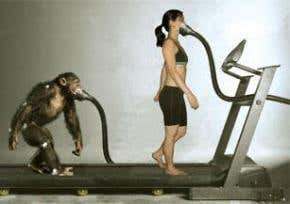 Walking on two feet was an energy-saving step