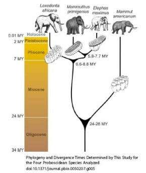 Mastodon genome sheds light on human evolution