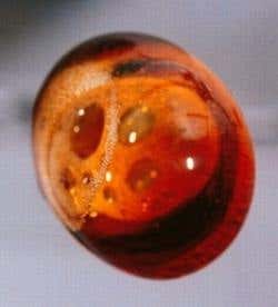 New Scientist. Science news and long reads from expert journalists, covering developments in science, technology, health and the environment on the website and the magazine.