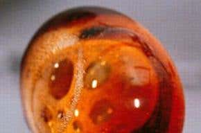 Beer in space: A short but frothy history