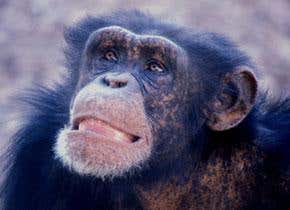 Spite is a uniquely human emotion