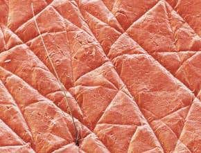 Human skin to replace animal tests