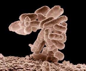 Bug-popping nanotubes promise clean surfaces