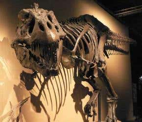 T. rex could catch a human, simulations show