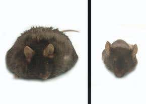 World's fattest mouse' appears immune to diabetes