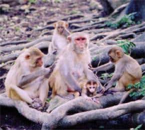 Monkeys use 'baby talk' to sooth infants not mums