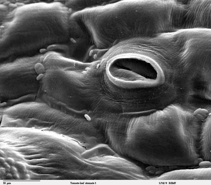 Leaf 'sweat glands' to worsen future flooding