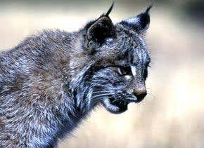 Medieval hunters exterminated Britain's lynx
