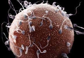 Who's the daddy? US sperm banks must be better regulated