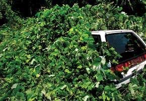 Invasive vine is a prodigious polluter