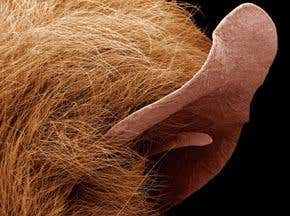 Virtual bat sonar could help visually impaired