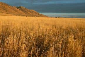 Can biofuels rescue American prairies?
