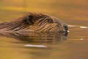 The beaver: destructive pest or climate saviour?