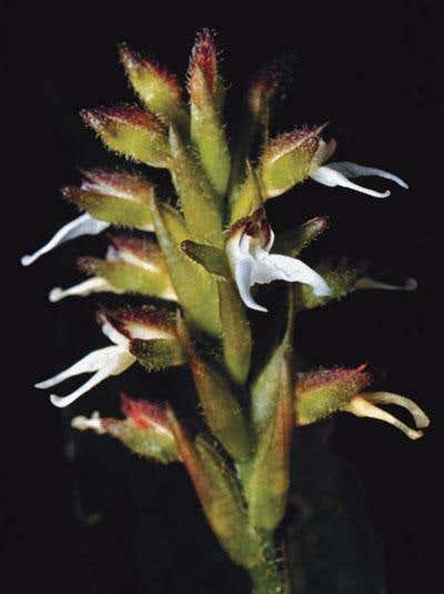 This small orchid, from the Amazon region named Ligeophila sp., is one of the closest living relatives of the fossil orchid