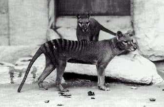  The thylacine was a large, carnivorous marsupial with a distinctive striped back. It vanished from Australia's mainland about 3000 years ago, but survived in Tasmania until the 1900s