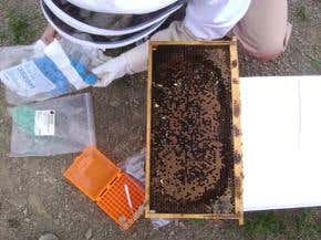 Paralysing virus a suspect in disappearing bee mystery