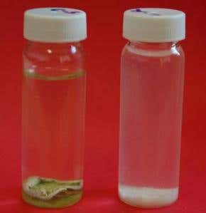 High-tech chewing gum could end sticky streets