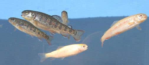 'Surrogate sex' could save vulnerable species