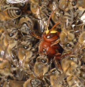 Honeybees gang up to smother deadly hornets