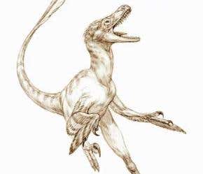 Bumpy bones suggest Velociraptor had feathers