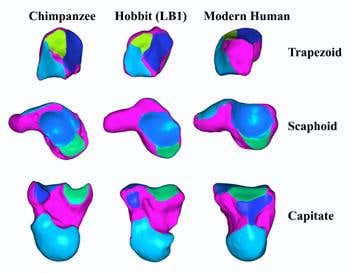 A comparison of individual wrist bones also reveals key differences