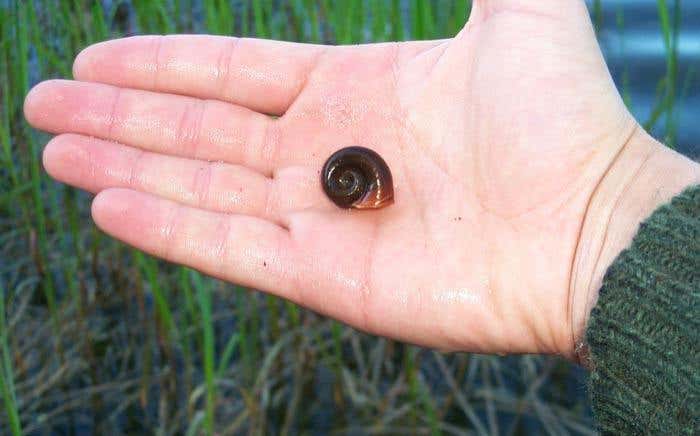 Aquatic snails are a crucial host to the flatworm parasite