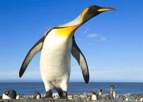 The long march of the penguins