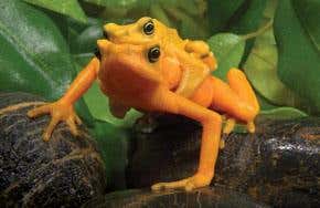 Innovate or watch rare species disappear