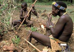 Starchy tubers gave our ancestors' brains a boost