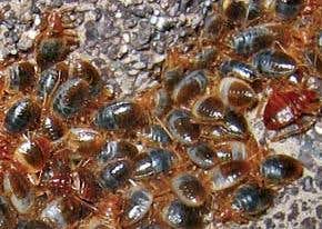 Bat bugs turn transsexual to avoid stabbing penises