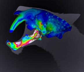 Sabre-tooth cat had a surprisingly delicate bite