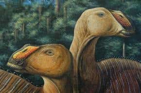 New duck-billed dinosaur was a 'chewing machine'