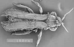 New Scientist. Science news and long reads from expert journalists, covering developments in science, technology, health and the environment on the website and the magazine.