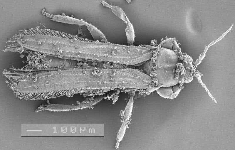 Ancient plant has hot, stinky sex