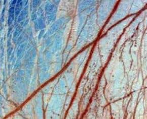 Microbes can survive 'deep freeze' for 100,000 years