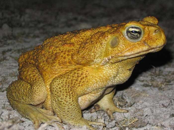 Cane toad invaders suffer arthritis on the frontline