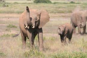 Elephants can sniff out human friends from foe