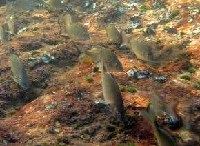 Soap chemical stops fish sticking together