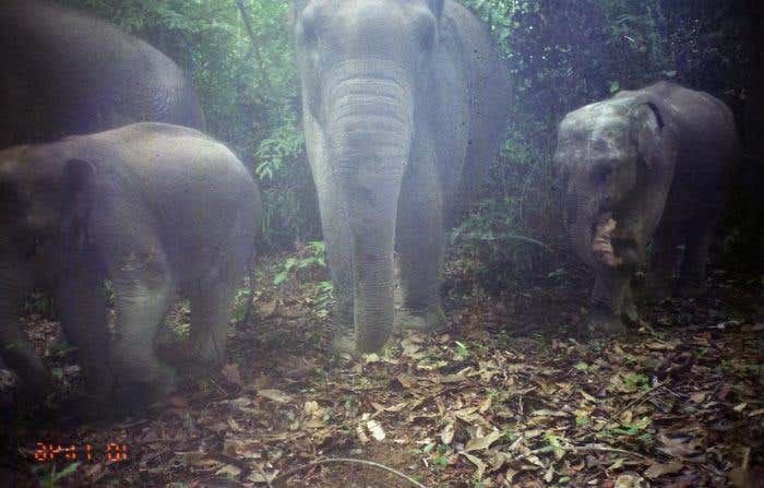 The team was encouraged to see elephant families roaming the area 