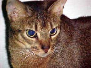 Inbred cat provides first feline genome