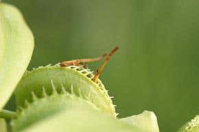 Assisted migration: Helping nature to relocate