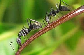 Ants have a sense of their own mortality