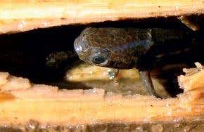 The swamp fish that loves to live in trees