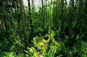 CO<SUB>2</SUB>: Don't count on the trees