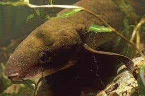 The fishy origin of our fingers and toes