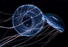 Neutrino detector reveals deep ocean life