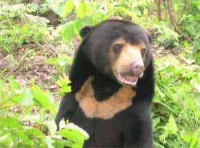 More bear species threatened with extinction