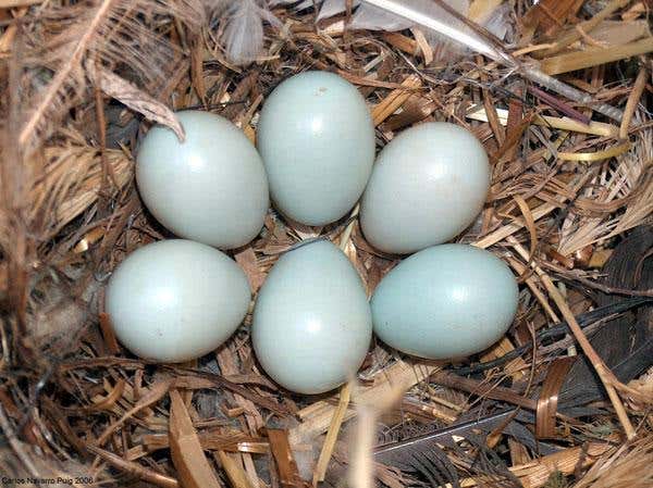 Females in poorer condition tend to lay light coloured eggs