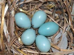 The darker the egg, the better the dad