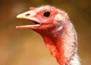 UK bird flu outbreak confirmed as H5N1